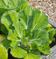 Pak-choï Joi Choi en croissance dans un carré potager bordé de bois. De grandes feuilles vertes dressées présentent des nervures blanches très visibles et entourent des pétioles blancs regroupés à la base. D’autres plants occupent le fond de l’image. Un passage couvert de copeaux apparaît derrière la bordure, tandis que quelques feuilles plus pâles sont visibles près du sol.