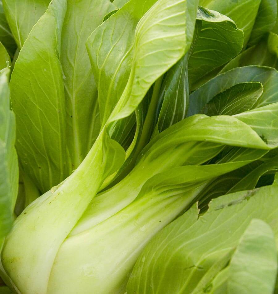 Gros plan de pak-choïs Ching Chiang aux pétioles épais vert pâle et aux feuilles vertes. Les bases charnues se superposent au premier plan, tandis que les feuilles allongées et leurs nervures occupent le haut de l’image. Plusieurs rosettes sont rapprochées, avec des reflets clairs sur les pétioles et des zones plus foncées entre les feuilles.