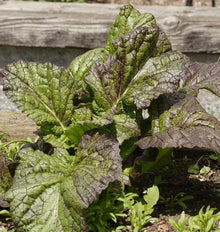 Un plant de moutarde pousse dans la terre devant une bordure de bois patiné. Ses grandes feuilles vertes portent un réseau de nervures pourpres et des bordures teintées de violet. Les surfaces sont légèrement gaufrées et éclairées par le soleil. De petites herbes apparaissent autour des pétioles, entre les feuilles qui se déploient vers l’extérieur.