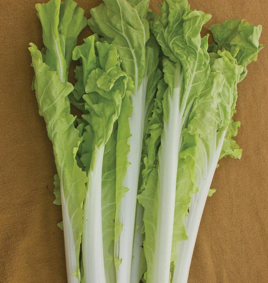 Feuilles et pétioles du pak-choï Taiwan disposés en bouquet sur une toile brune. Les longues parties blanches se prolongent dans des feuilles vert clair aux bords ondulés. Les nervures centrales restent bien visibles sur plusieurs feuilles. Le cadrage montre surtout la longueur des pétioles et le regroupement du feuillage, avec la toile apparente de chaque côté.