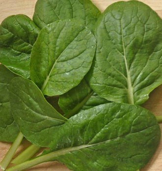 Plusieurs feuilles vertes sont étalées sur une surface de bois clair. Leurs limbes ovales et allongés montrent des nervures bien marquées et une texture légèrement gaufrée. Des gouttes d’eau brillent par endroits. Les pétioles vert pâle se croisent vers le bas de l’image, tandis que les feuilles se superposent en laissant voir de petits espaces de bois entre elles.