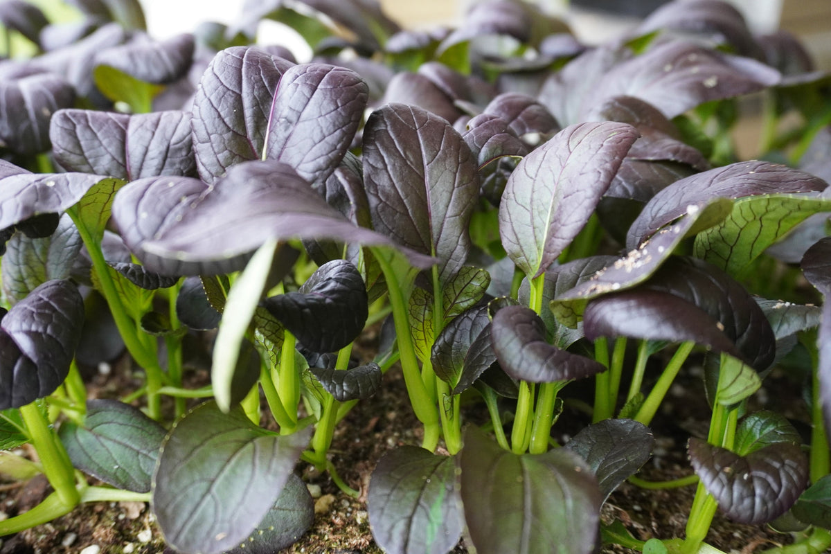 Des feuilles ovales pourpre foncé se dressent au-dessus de tiges vert vif. Leurs nervures sont nettement visibles et plusieurs limbes incurvés laissent apercevoir un revers vert. Les plants poussent serrés dans une terre sombre, avec de petites particules claires en surface. Le premier plan montre des feuilles plus grandes, tandis que le feuillage de l’arrière-plan devient légèrement flou.
