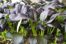 Des feuilles ovales pourpre foncé se dressent au-dessus de tiges vert vif. Leurs nervures sont nettement visibles et plusieurs limbes incurvés laissent apercevoir un revers vert. Les plants poussent serrés dans une terre sombre, avec de petites particules claires en surface. Le premier plan montre des feuilles plus grandes, tandis que le feuillage de l’arrière-plan devient légèrement flou.