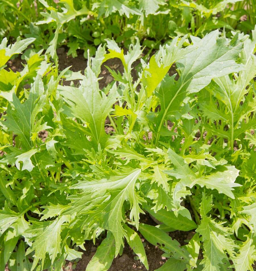 Un groupe de feuilles vert clair et vert vif se déploie au-dessus de la terre. Les limbes allongés portent de profondes découpes et des pointes irrégulières, avec des nervures plus pâles. Plusieurs feuilles sont dressées, tandis que d’autres s’inclinent vers l’avant. Le soleil éclaire les surfaces et laisse des ombres entre les pétioles fins et les jeunes pousses.