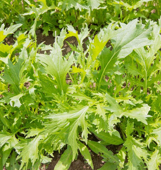 Un groupe de feuilles vert clair et vert vif se déploie au-dessus de la terre. Les limbes allongés portent de profondes découpes et des pointes irrégulières, avec des nervures plus pâles. Plusieurs feuilles sont dressées, tandis que d’autres s’inclinent vers l’avant. Le soleil éclaire les surfaces et laisse des ombres entre les pétioles fins et les jeunes pousses.
