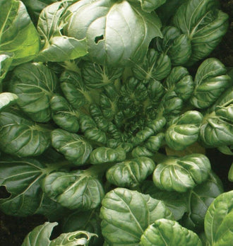 Une rosette de feuilles vert foncé est vue de près, avec de petites feuilles serrées au centre et de plus grandes feuilles arrondies autour. Les surfaces brillantes portent un réseau de nervures claires et des reliefs gaufrés. Quelques trous apparaissent sur les limbes extérieurs. La lumière éclaire le haut du feuillage et laisse des ombres entre les feuilles superposées.