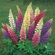 Lupin ‘Gallery’ Mélange (<em>Lupinus polyphyllus</em>)
