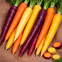 Organic Rainbow Carrot Mix
