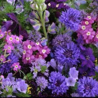 Un mélange serré de fleurs bleues et violettes occupe le cadre, avec plusieurs corolles rondes très fournies. De petites fleurs roses à centre clair apparaissent entre les groupes plus grands. Les fleurs se chevauchent et se répartissent à différents niveaux. Des tiges et des feuilles vertes restent visibles derrière, formant le fond de cette présentation fleurie rapprochée.