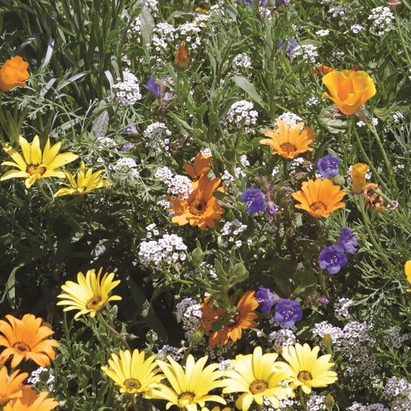 Mélange de fleurs résistantes aux cerfs