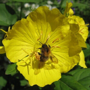 Mélange de fleurs sauvages indigènes de 'Cottage Country'