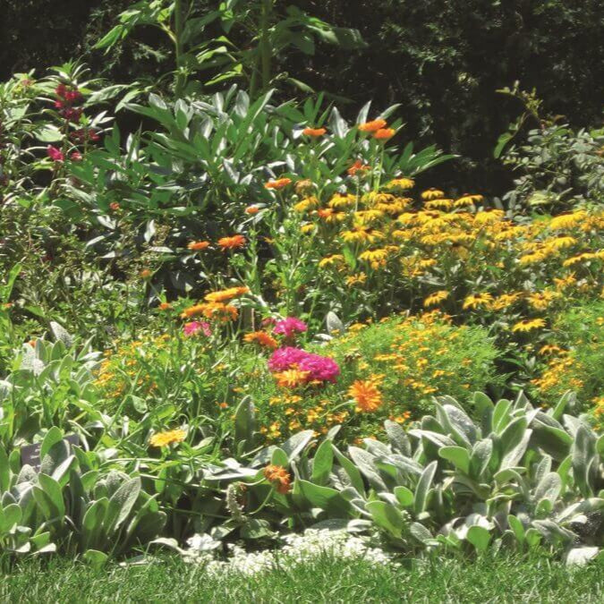 Beneficial Insect Seed Mix