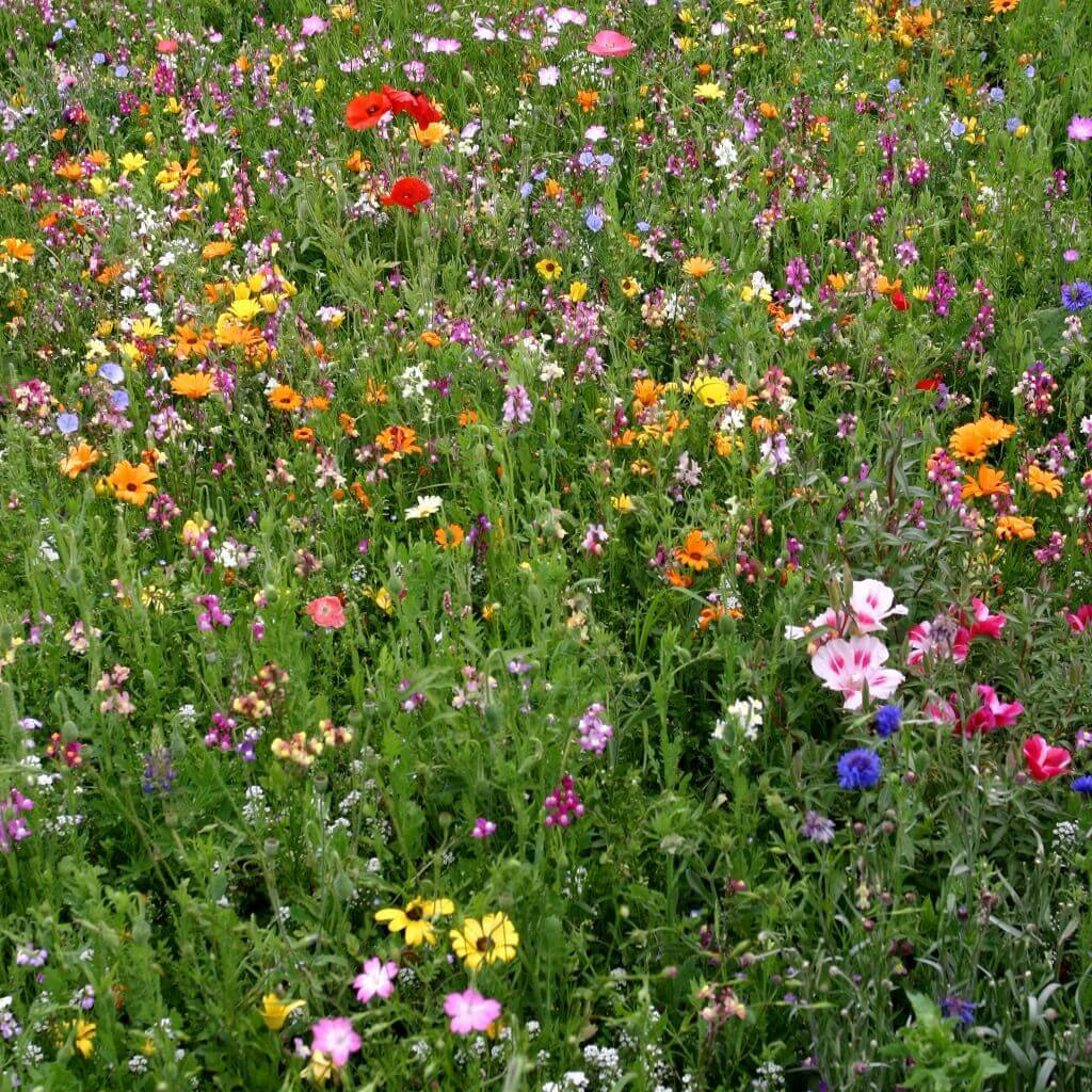 Wildflower Mix Bee Pollinator 