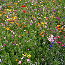 Wildflower Mix Bee Pollinator 