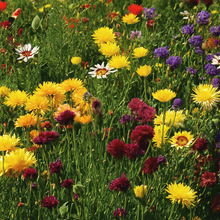 All-purpose wildflower mix