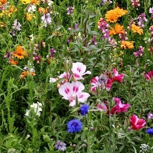  Hummingbird Flower Seed Mix