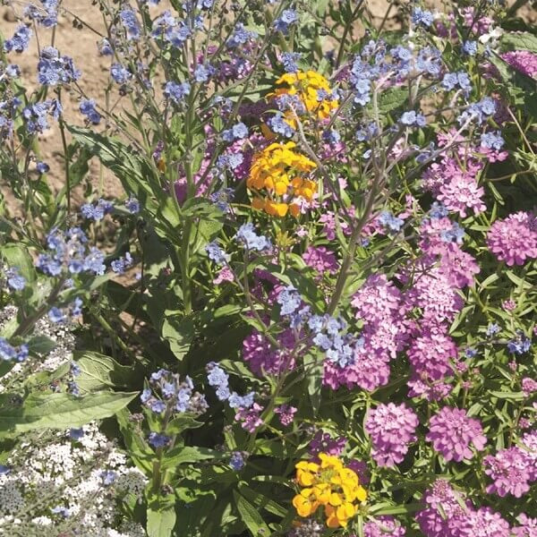 Mélange pour pollinisateurs indigènes de l’Ontario