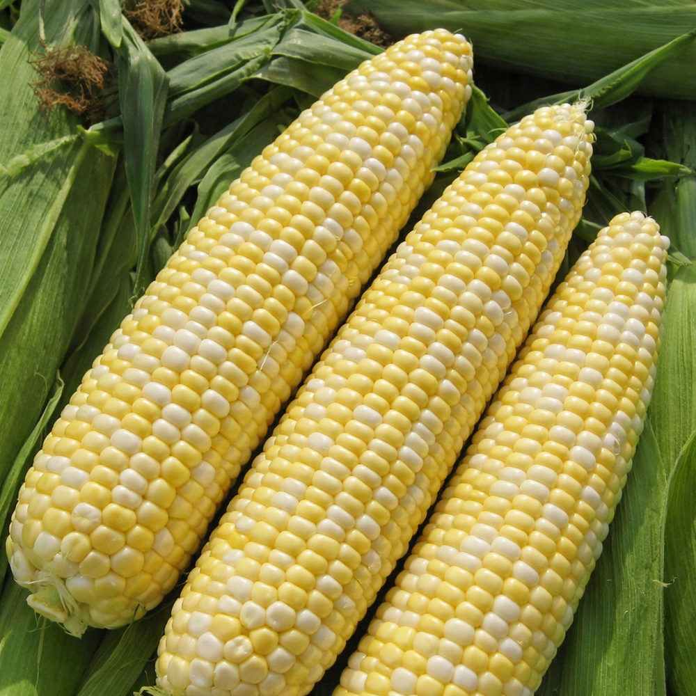 Organic 'Allure Bicolore' Corn
