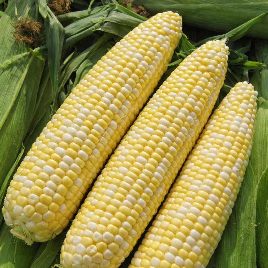 Organic 'Allure Bicolore' Corn