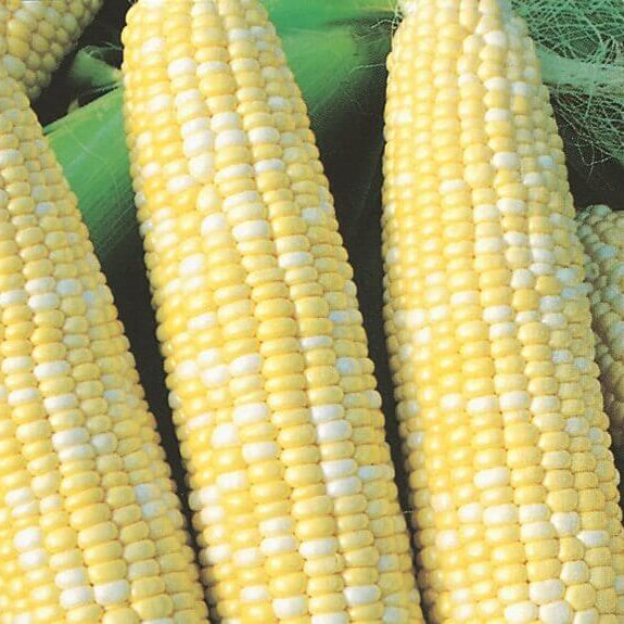 Maïs sucré précoce 'Pêche et Crème'