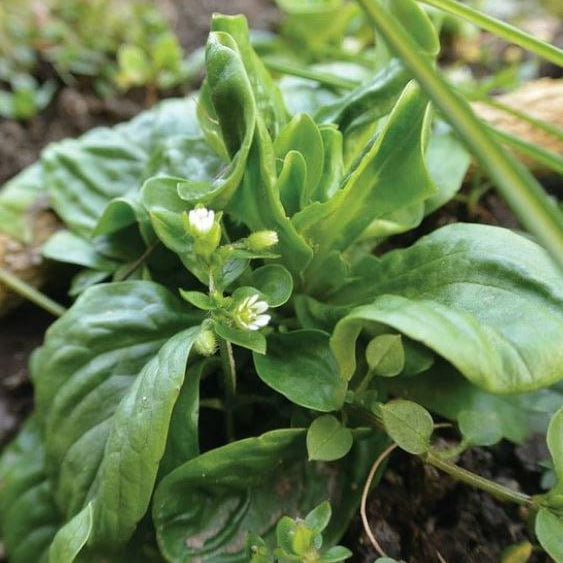 Organic 'Large-Leaf Round' Lamb's Lettuce