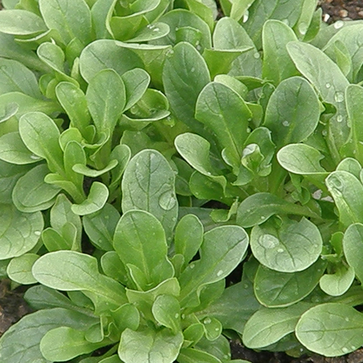 Mâche Verte. Petites rosettes de mâche aux feuilles vert gris arrondies. Le cadrage permet de voir les formes, les couleurs et les détails du sujet représenté. Les contours se détachent du fond de l’image, avec des différences de teinte et de texture visibles sur les surfaces. Cette vue accompagne la présentation du produit dans la boutique.