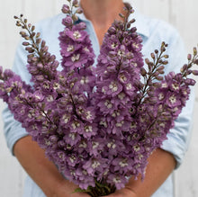 Delphinium ‘Magic Fountains Lilac Pink White Bee’ – semences Gaia