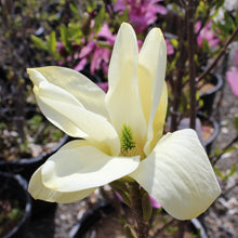 Magnolia × 'Elizabeth'