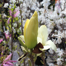 Magnolia × 'Elizabeth'