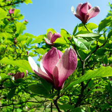 Magnolia × 'Rose Marie'
