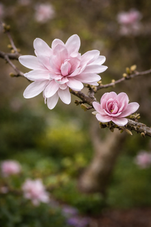Magnolia stellata 'Centennial Blush'