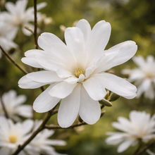 Star Magnolia
