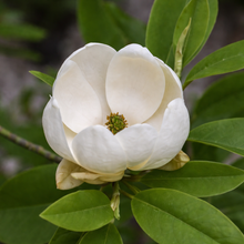 Magnolia virginiana 'Moonglow'