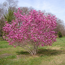 Magnolia × 'Ann'