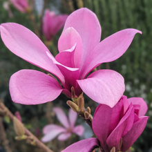 Magnolia × 'Ann'