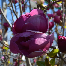 Magnolia × 'Black Tulip'