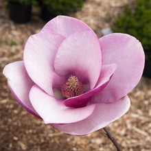 Magnolia × 'Cameo'