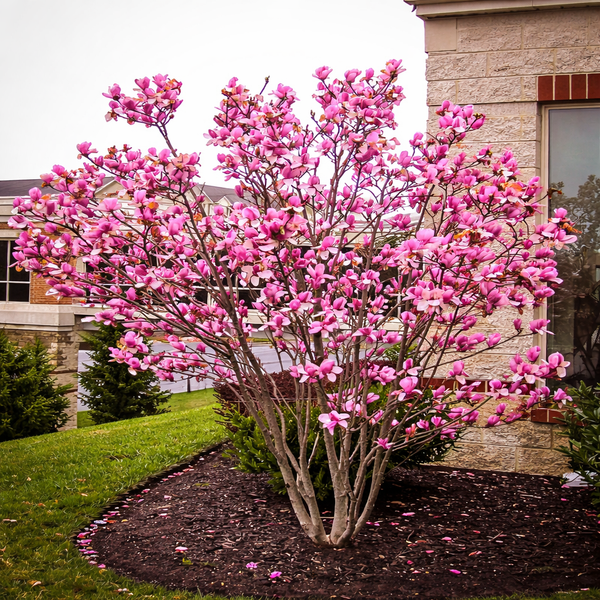 Nursery.ca | Magnolia × 'Cameo' – Pépinière.ca