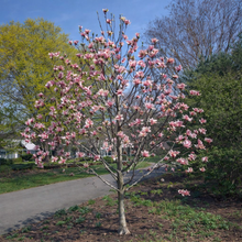 Magnolia × 'Rose Marie'