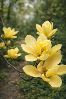 Magnolia × 'Yellow Bird'