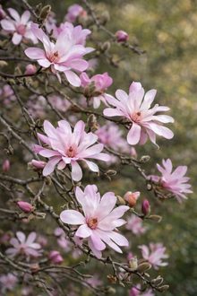Magnolia × loebneri 'Leonard Messel'