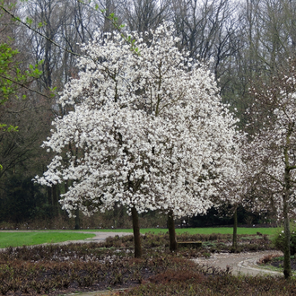 Magnolia loebner ‘Merrill’ (Magnolia × loebneri)