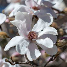 Magnolia × loebneri 'Merrill'