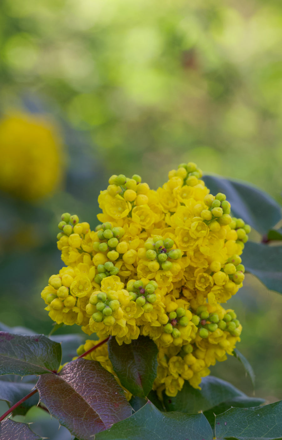 Mahonia aquifolium
