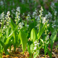 Image officielle de Maïanthème du Canada associée au petit sachet de semences Northern Wildflowers.