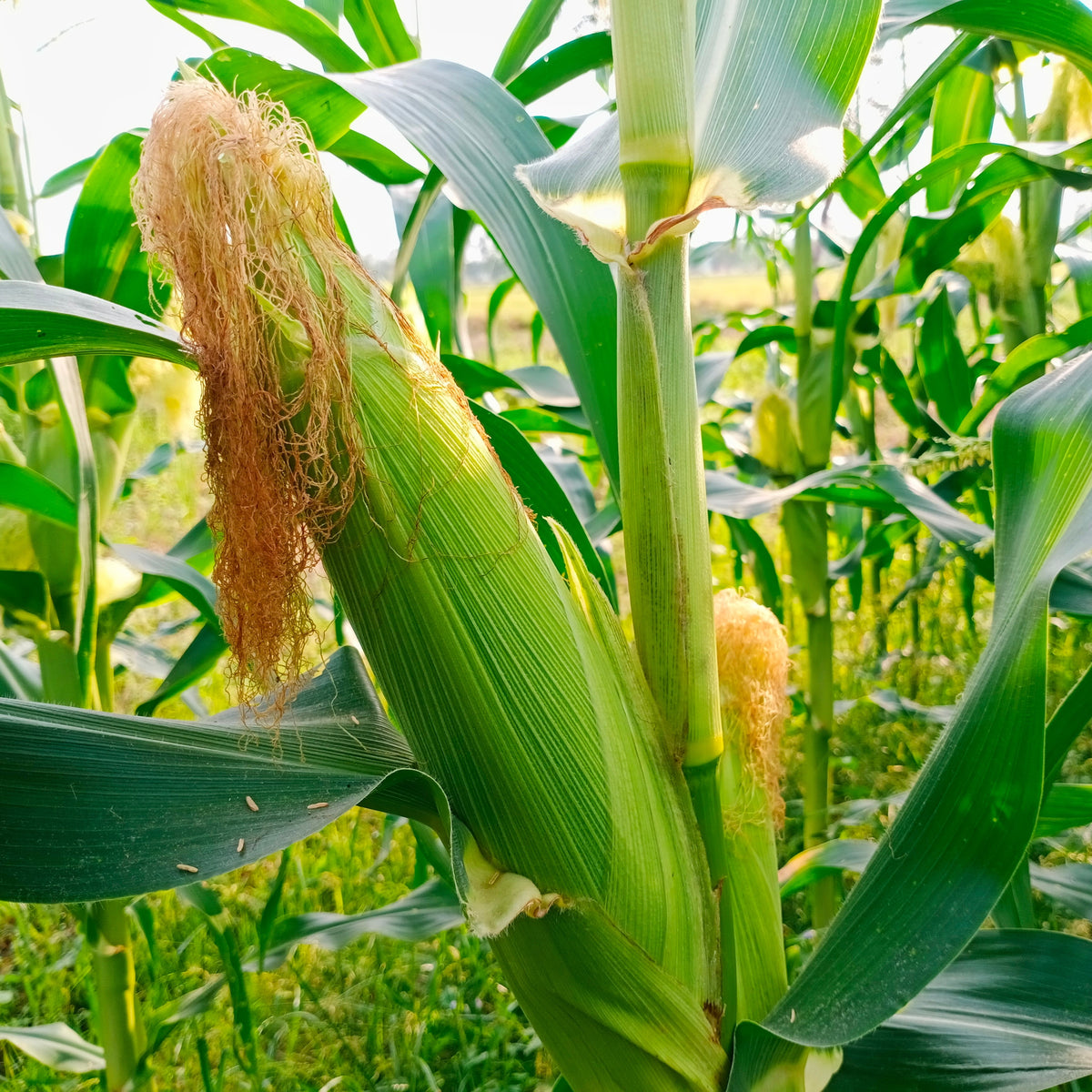 Visuel principal associé à Maïs sucré 'Golden Bantam', semences offertes par Cutleaf Seed. Cette image accompagne la fiche pour relier clairement le produit à son emballage ou à la culture présentée. Elle complète les renseignements de semis, de culture et de récolte, sans remplacer les indications propres au lot ni les conseils détaillés figurant sur le sachet.