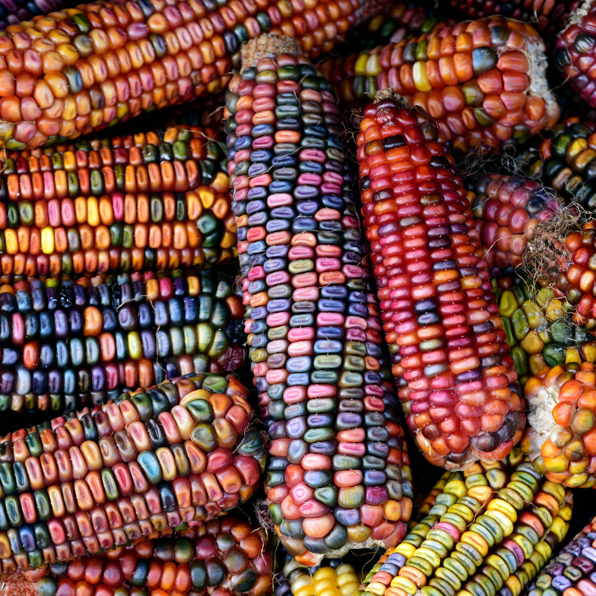 Maïs ornemental multicolore