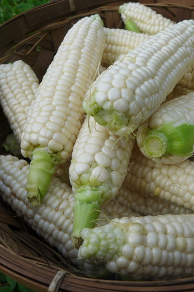 'Luther Hill' maize