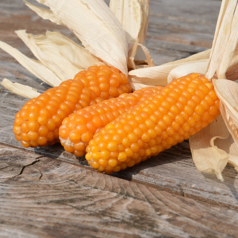 Maïs Tom Thumb Popcorn. Petits épis de maïs orange devant des feuilles sèches. Le cadrage permet de voir les formes, les couleurs et les détails du sujet représenté. Les contours se détachent du fond de l’image, avec des différences de teinte et de texture visibles sur les surfaces. Cette vue accompagne la présentation du produit dans la boutique.