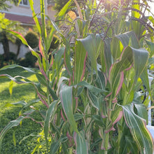 Maïs à éclater 'Japanica Striped Maize' bio